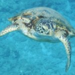 アオウミガメの特徴・生態!絶滅危惧種レベルについても