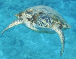 アオウミガメの特徴・生態！絶滅危惧種レベルについても