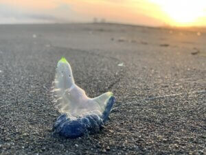 カツオノエボシに要注意!毒性・発生時期や刺されたときの対処法