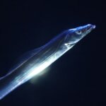 タチウオの特徴・生態!生息地や美味しい食べ方も