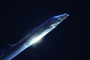 タチウオの特徴・生態！生息地や美味しい食べ方も