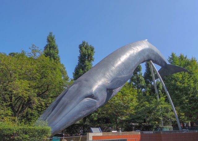 海洋堂 巨大フィギュア 全長70cm以上! シロナガスクジラ Amazon | EUHELOPA シロナガスクジラ フィギュア 藍鯨 鯨