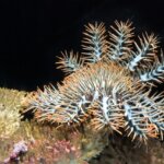 オニヒトデの特徴・生態!大量発生の原因やサンゴへの影響など