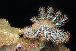 オニヒトデの特徴・生態!大量発生の原因やサンゴへの影響など