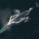 シロナガスクジラの生態!大きさ・生息地・寿命など