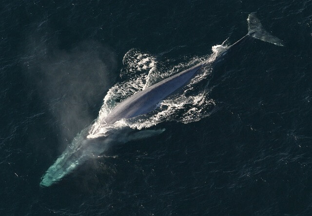 シロナガスクジラの生態！大きさ・生息地・寿命など