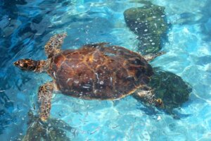 タイマイの特徴・生態！生息地やウミガメとの違いなど