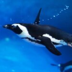 ケープペンギンの生態!特徴・性格は?他のペンギンとの違いも