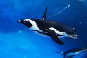 ケープペンギンの生態!特徴・性格は?他のペンギンとの違いも