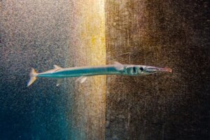 ダツの特徴・生態!危険性や生息地など