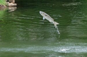 ボラの特徴・生態！生息地や出世魚としての呼び名・順番など