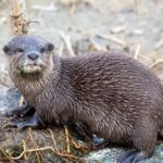カワウソの特徴・生態!生息地や性格など