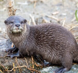カワウソの特徴・生態!生息地や性格など