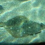 カレイの特徴・生態！生息地やヒラメとの違いなど