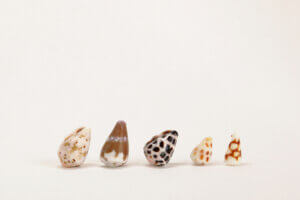 イモガイの特徴・生態！毒性や刺されたときの対処法など