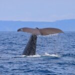 マッコウクジラの特徴・生態!生息地や寿命・大きさなど