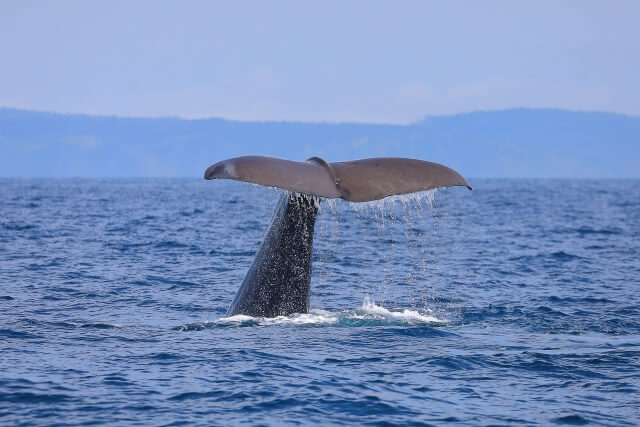 マッコウクジラの特徴・生態！生息地や寿命・大きさなど