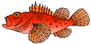 オニカサゴの特徴・生態！毒性や美味しい食べ方も