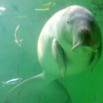 ジュゴンの特徴・生態！生息地・寿命やマナティーとの違いなど