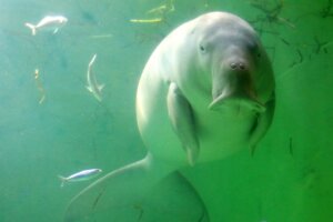 ジュゴンの特徴・生態！生息地・寿命やマナティーとの違いなど