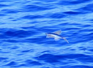 トビウオはなぜ飛ぶ?特徴・生態を解説