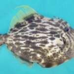 カワハギの特徴・生態!生息地や美味しい食べ方も