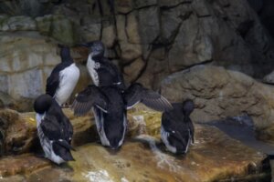 ウミガラスの特徴・生態!生息地や絶滅危惧種レベルなど
