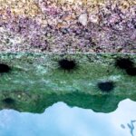 ウニの特徴・生態!体の構造・生息地や寿命など