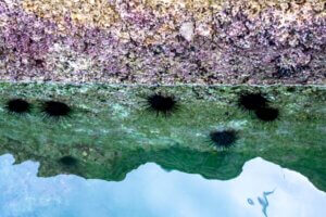 ウニの特徴・生態！体の構造・生息地や寿命など