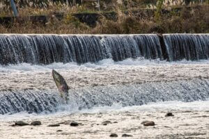 サケの一生って？特徴・生態やマスとの違いなど