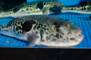 トラフグの特徴・生態!生息地や毒性など