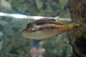 キタマクラの特徴・生態!生息地や毒性など