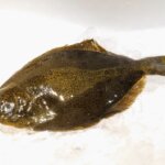 ヒラメの特徴・生態!カレイとの違いや美味しい食べ方など