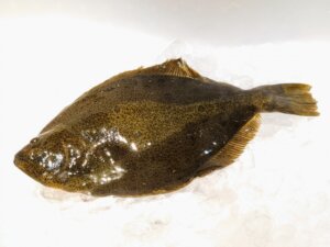 ヒラメの特徴・生態!カレイとの違いや美味しい食べ方など