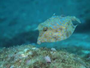 ハコフグの特徴・生態!生息地や毒性など