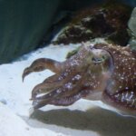 コウイカの特徴・生態!生息地や体色変化など