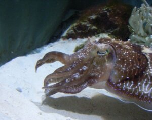 コウイカの特徴・生態!生息地や体色変化など