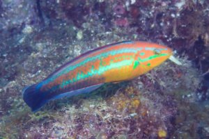 ベラの特徴・生態！生息地や味・食べ方も