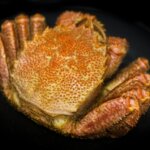 毛ガニの特徴・生態！生息地や大きさ・寿命など