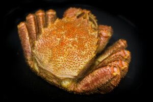 毛ガニの特徴・生態!生息地や大きさ・寿命など