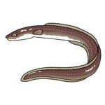 アナゴの特徴・生態！うなぎとの違いや旬・食べ方など