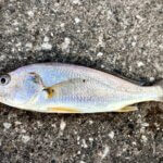 イシモチの特徴・生態!釣り方や味・美味しい食べ方も