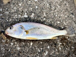 イシモチの特徴・生態！釣り方や味・美味しい食べ方も