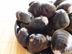 しじみの特徴・生態!種類・生息地や旬についても