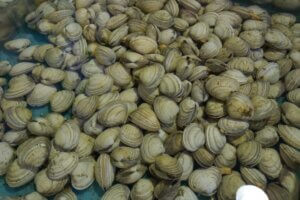 ハマグリの特徴・生態！見分け方や美味しい食べ方も