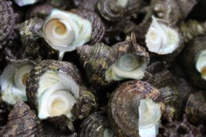サザエの特徴・生態！生息地・寿命や美味しい食べ方も
