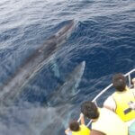 ホエールウォッチングができる日本のスポットって？注意点も解説