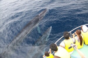 ホエールウォッチングができる日本のスポットって？注意点も解説