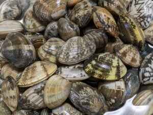 アサリの特徴・生態！種類・生息地や旬についても